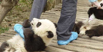 老外 阿姨让我代购中国熊猫 网友 完了,老外觉得淘宝无所不能 