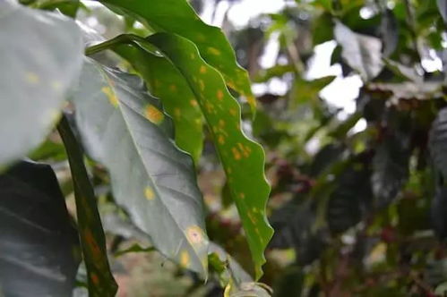 咖啡树的修剪方法和技术,大豆咖啡树介绍