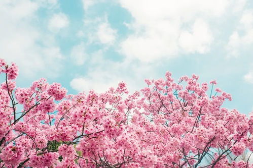 2019日本樱花花期预测 春暖花开,赏樱该提上日程啦