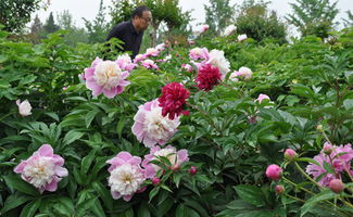 山东 菏泽万亩芍药花开正艳