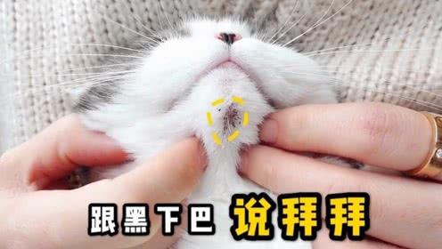 猫咪有黑下巴怎么办 请收好这份最 快速 治愈指南