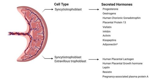 Tissue Cell 孕期时常做运动,胎盘血供更充足