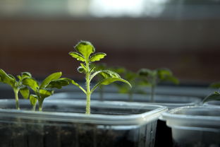 运城高端蔬菜种植企业名单（运城有机蔬菜种植基地）