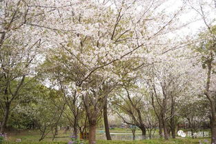 春风十里不如你来丨世纪公园花期正当时,樱花岛 田园区美到没朋友