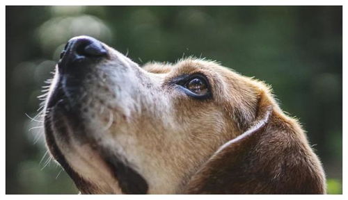狗狗眼红有眼屎是上火 或是干眼症 若发现不及时,严重可致失明