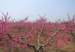 设施栽培核果类果树的生长管理技术,如何管理桃树，才能让桃树安全越冬