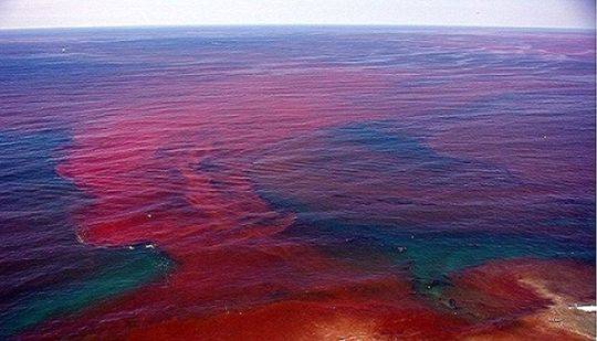 有毒海藻肆虐美国佛罗里达州海岸 数以万计海洋生物死亡恶臭扑鼻 