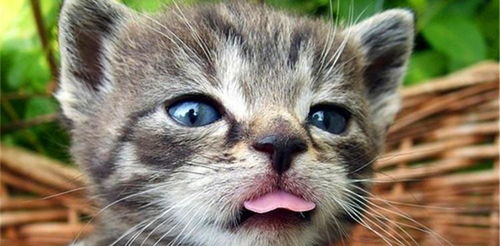 猫咪爱吐舌头是为啥