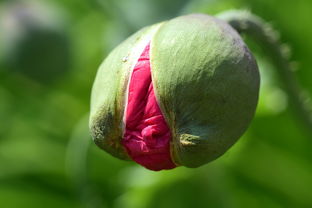 南京夏季蔬菜品种（南京当季蔬菜）