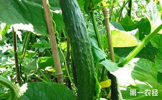 越冬茬黄瓜怎么种植 日光温室越冬茬黄瓜的栽培技术要点