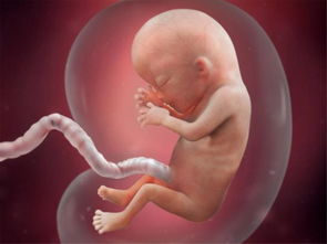 怀孕15周的胎儿图图片