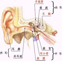 耳的结构及各主要部分的功能 