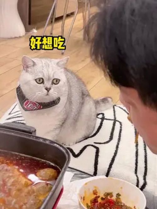 小猫咪不能吃火锅,用这种眼神看我也不能吃 猫咪的迷惑行为 