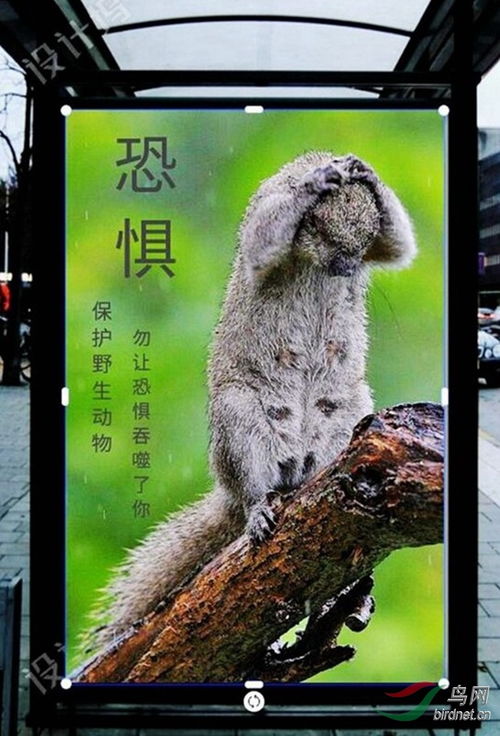 尝试创作 野生动物保护宣传海报 