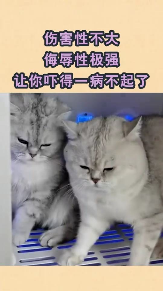 伤害性不大,侮辱性极强,猫让你吓得一病不起了 