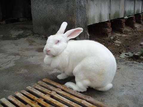 一般兔子市场价多少钱一斤 