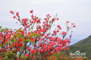 5月左右,浏阳大围山一日游,怎么玩最好 