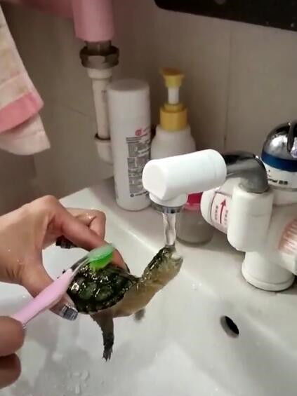 女子拿牙刷给乌龟清洗身体,水龙头一开,乌龟这举动笑翻众人