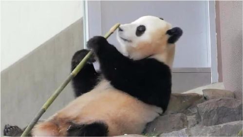 熊猫结浜把处女座的特质表现得淋漓尽致,竹子换了7根都不满意 