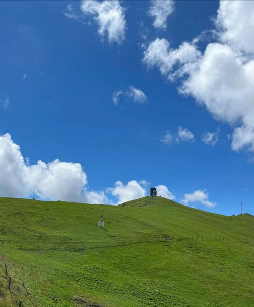 旅游方式分享 云南旅游大海草山 