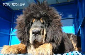 犬种王者 赤古藏獒 比国宝熊猫还稀有的中国最贵藏獒,超帅气