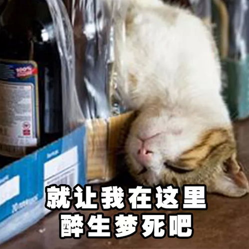 猫猫喝酒表情包