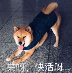 柴犬掉毛厉害吗  第2张