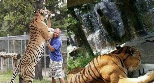 如果对老虎使用 裸绞 十字固 会不会拿下老虎 为什么