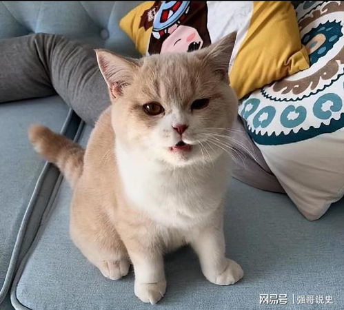 猫咪叫声的含义