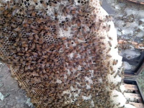 蜂子是怎样做蜂蜜的 