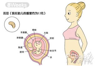 怀孕两个月胎儿发育过程图