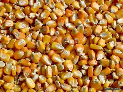 7月流火 美大豆 玉米进口关税面临调整 国内价格或将上涨 
