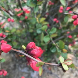 一阕青花词(青花诗词经典)