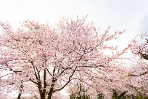 樱花的样子和特点描写