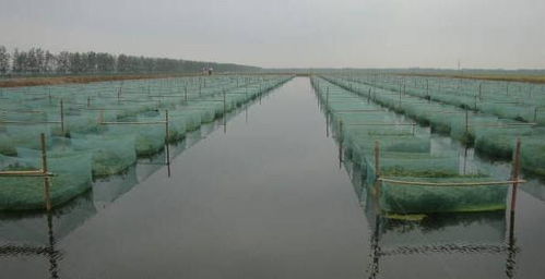 黄鳝养殖技术要点,黄黄鳝的养殖方法