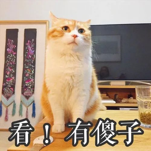 猫叫声音 猫叫声音驱赶老鼠 