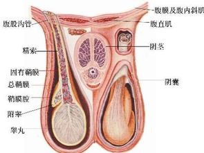 小儿两性畸形