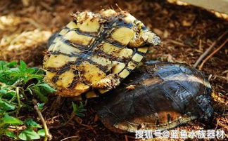 小乌龟怎么养艾氏拟水龟外形特征