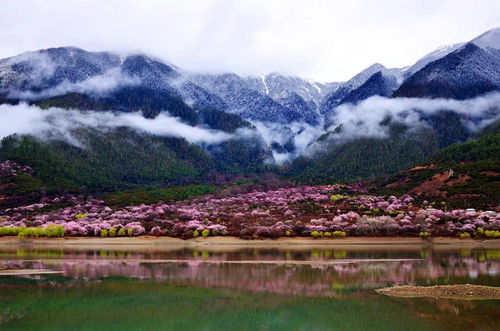 等一个人,陪我去林芝看桃花