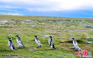 南美洲的企鹅 麦哲伦企鹅 