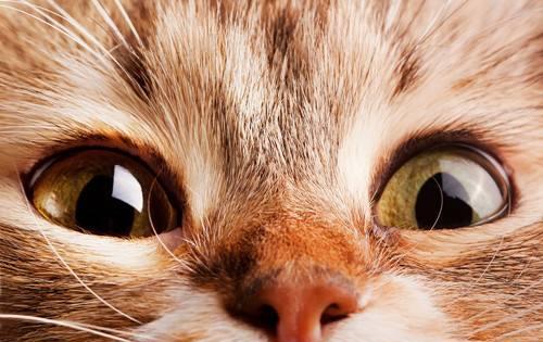 猫咪的双眼看起来如宝石般炫目,可实际上,却有点 瞎 