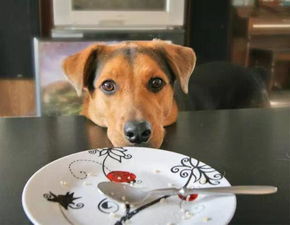 每次吃饭狗狗就眼巴巴的望着你,千万别心软给它食物,这样会害它
