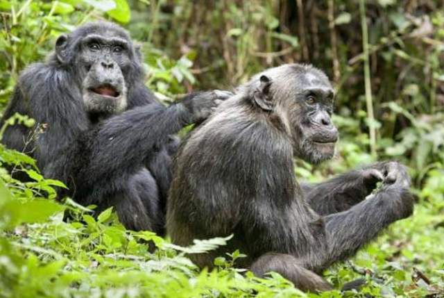 公猩猩给母猩猩按摩,没按几下就不老实了,镜头记录全过程