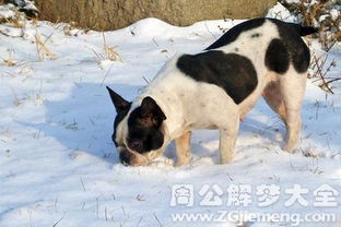 梦见吃雪 梦到吃雪是什么意思 周公解梦大全网 