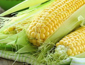 8月中旬种玉米晚不晚 9月还可以种玉米吗