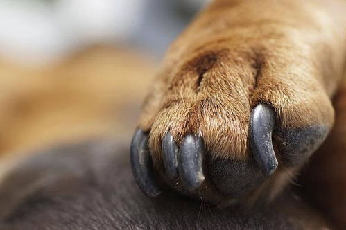 狗狗指甲包含血管神经,剪指甲时要当心 如何剪指甲狗狗才不抗拒