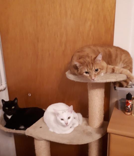 宠主给3只猫咪喂食,安排好一只猫一个碗,结果橘猫受委屈了