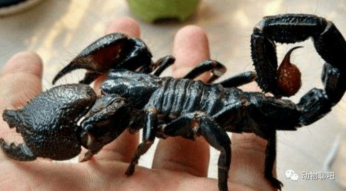 含有剧毒的帝王蝎,它们是如何交配的 不怕毒到对方