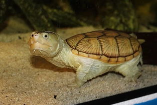 窄桥蛋龟是保护动物吗？