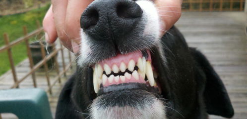 狗狗口腔问题不容小觑,严重起来危及性命,爱狗狗就记得给它刷牙